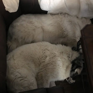 Meet your Posher, Tracy